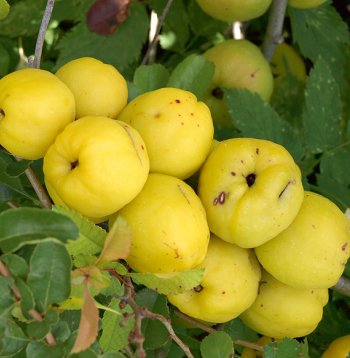 Cidonijas ir ātraudzīgs augs. Cidonijas ir ātraudzīgs augs.