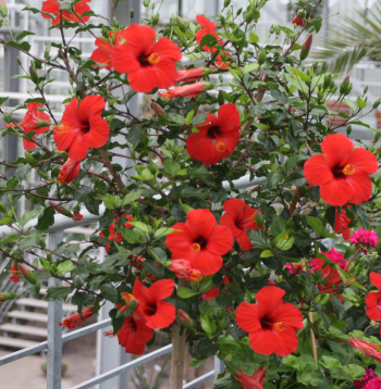 Obligāti apgriež ziedējušos hibisku (Hibiscus rosa-sinensis) jeb Ķīnas rožu zarus.