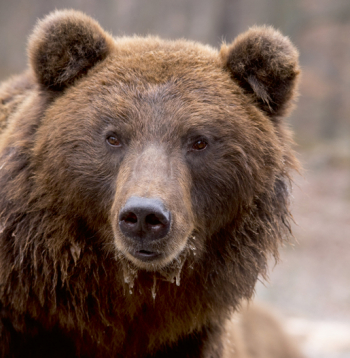 Brūnais lācis. Brūnais lācis.