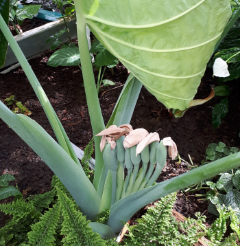 Kolokāzija, Colocasia gigantea.