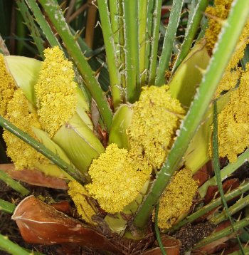 Hameropsis, Chamaeropsis humilis.