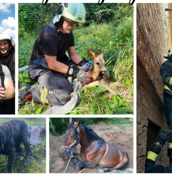 VUGD. Dzīvnieku aizsardzības diena. 