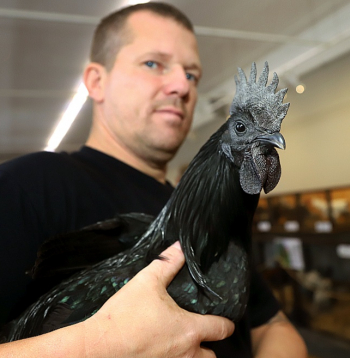 Putnkopis Jānis Spurķis uz izstādi Dabas muzejā atvedis retumu – melno vistu 'Ayam Cemani'. Viņš zina stāstīt, ka šķirnes izcelsme ir Indonēzija, bet unikālais krāsojums – ģenētiska mutācija.