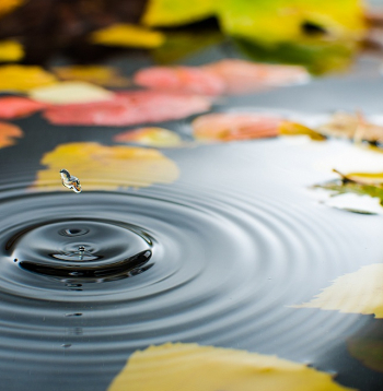 Dīķi joprojām rotā Latvijas ainavu un pat kļūst populārāki. Lai dīķis gan priecētu pašus, gan arī būtu ērta mājvieta tā iemītniekiem, par to regulāri jārūpējas. 
