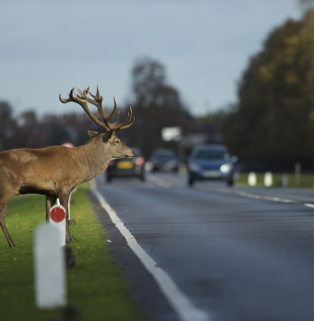Meža dzīvnieks uz ceļa. Ilustratīvs attēls. 