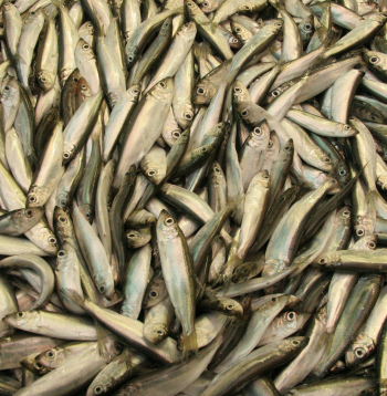 Brētliņas.