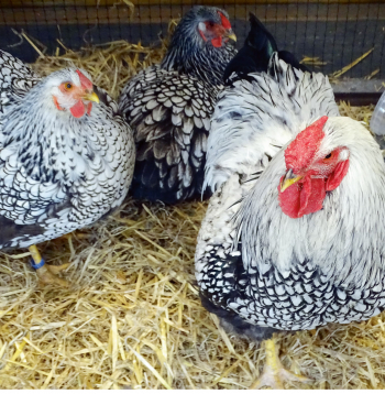 Viandotes - krāšņi putni, kam sastopamas dažādas krāsu variācijas.