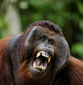 Borneo orangutans Pongo pygmaeus wurmbii.