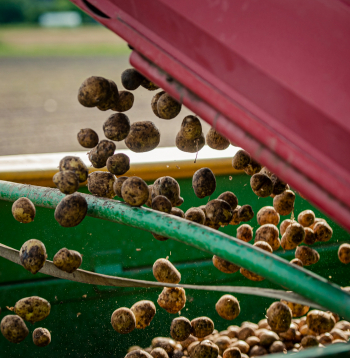 Čipšu ražošanai paredzēto kartupeļu vākšana "Orkla Latvija" sadarbības partneru laukā.