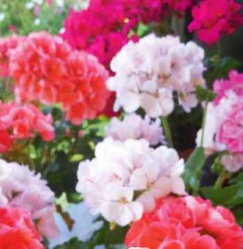 Vislabāk ziemu pārlaiž parastās jeb stāvās pelargonijas.
