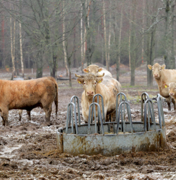 Liellopu ganāmpulks ziemā. Ilustratīvs attēls.