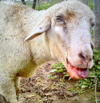 Attēlā - zilās mēles slimība aitai. Slimība ir bīstama ar tās straujo izplatību un ar to, ka slimajiem dzīvniekiem nav specifiskas ārstēšanas metodes,