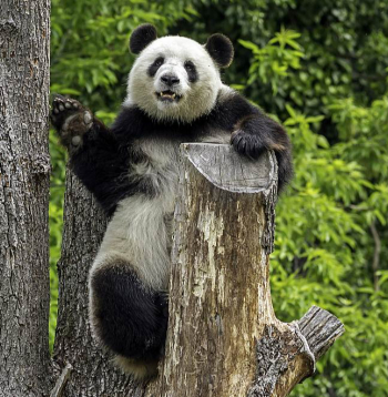 Droši, ka fotogrāfi zina, kurās stundās jānāk raudzīt pandas, lai tās būtu jautras un kustīgas.