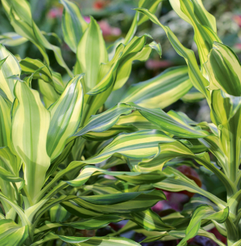 Dracēna izstaro pozitīvu enerģiju un palīdz veidot labas attiecības.