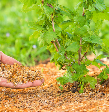 Zāģskaidas dārzā var izmantot kā mulču.