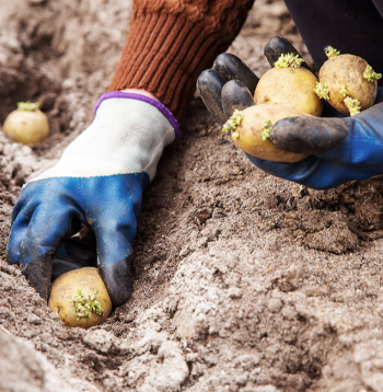 Kartupeļus stāda, kad augsnes temperatūra ir vismaz 8–10 grādu. Parasti tas ir maija sākumā.