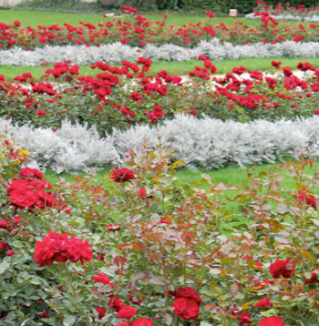 Sudrablapu krustaines stādījumos lieliski sader ar rozēm..