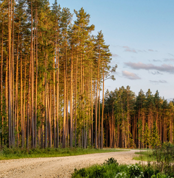 Pārdodot kokmateriālus vai sniedzot ciršanas tiesību piešķiršanas pakalpojumus vismaz divas reizes 12 mēnešu periodā, jāraugās, vai tiek pārsniegts 50 000 eiro slieksnis. 