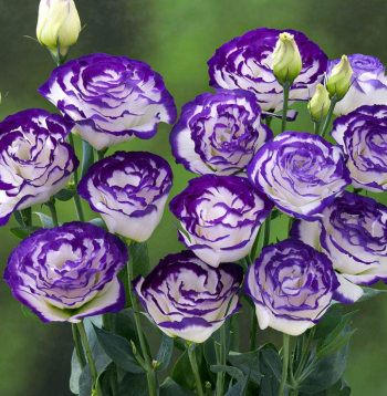 Lizantes 'Arena Purple Piccote'.