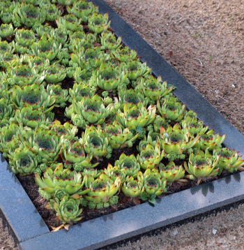 Daudzi sukulentie akmeņdārza aug spēj izturēt sausumu, tiem patīk saule, bet ik pēc diviem trim gadiem tie jādala un jāatjauno.