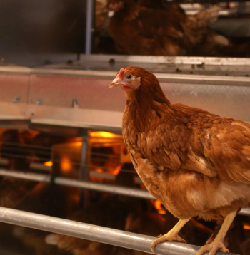 "Balticovo" novietne.