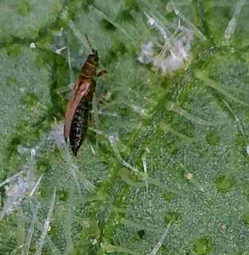 Mikroskopā - tripsis un tā kāpuri barojas ar auga lapām.