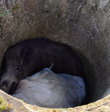 Mežakuilis meliorācijas akā.