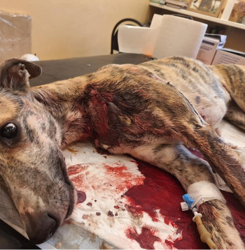 Saimniecei Zalves pagastā knapi izdevies paglābt savu vipeta šķirnes suni no lūša uzbrukuma. Mājas mīlulim gan neizdevās tikt cauri gluži neskartam.