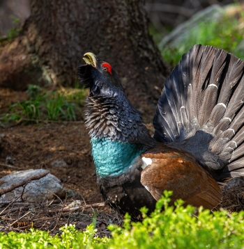 Mednis (Western capercaillie).