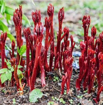 Peonijas pavasarī.