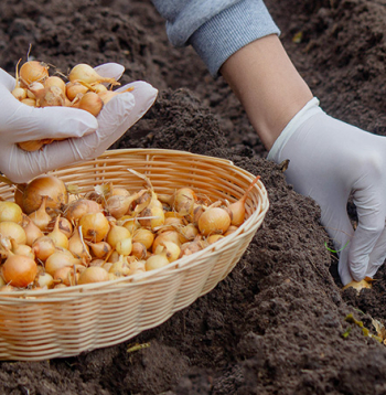 Labas ražas ieguvei sīpoli jāstāda agri pavasarī.