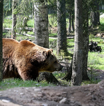 Brūnais lācis ir lielākais no Latvijas plēsējiem. Lāču mātītes svarā var sasniegt 150 kilogramus, bet lāču tēviņu svars var sasniegt 300 kg. Brūnā lāča dzīves ilgums var pārsniegt pat 30 gadu, un tam Latvijā nav dabisko ienaidnieku.