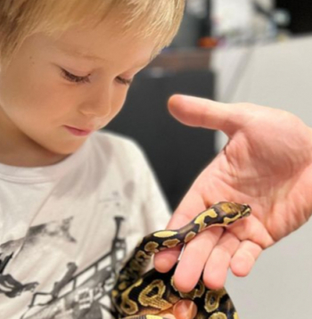 Brāļa Marko iegādāto ģimenes mīluli Roju Dominikam patīk ņemt rokās, viņš pitoniņu labprāt arī pabaro.
