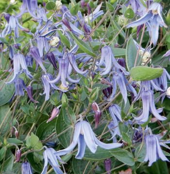 'Clematis integrifolia'/