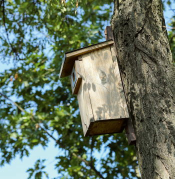 Putnu būrītis. Putnu būrītis.