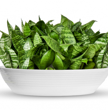 Ilustratīvs attēls.