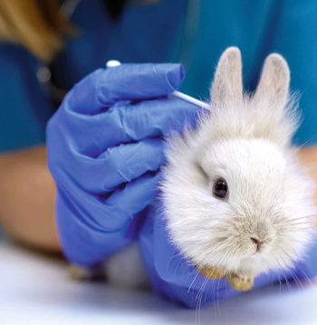 Novērojot slimības pazīmes, nepieciešama vizīte pie veterinārārsta.