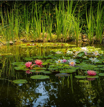 Piemājas dīķis ir spilgts akcents ainavā un vieta, kur relaksēties.