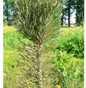 Rūsa priedītes skujās.