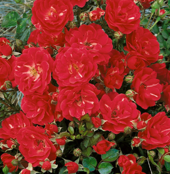 'Red Fairy'