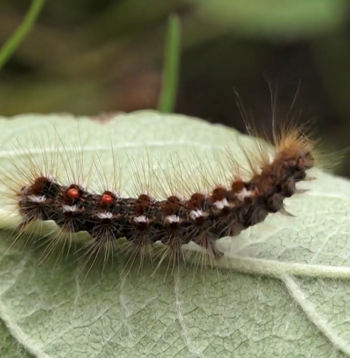 Zeltvēdera mūķenes kāpurs.