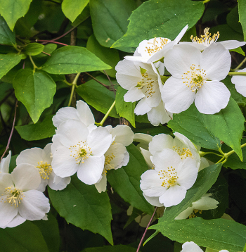 Latvijā daudzos dārzos sastopamais filadelfs (Philadelphus coronarius), saukts arī par neīsto jasmīnu, vizuāli atšķiras no īstā jasmīna. Taču smarža ir brīnišķīga abiem augiem.