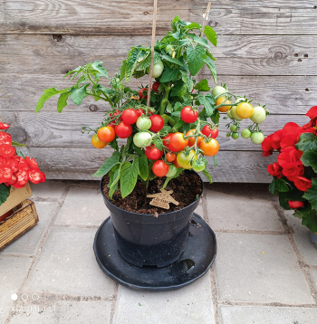 ‘Sibirische Zimmertomate’ – aptuveni 25 cm augsta šķirne. Augļi nelieli – ķirštomāti, kam ir patīkama, salda garša.