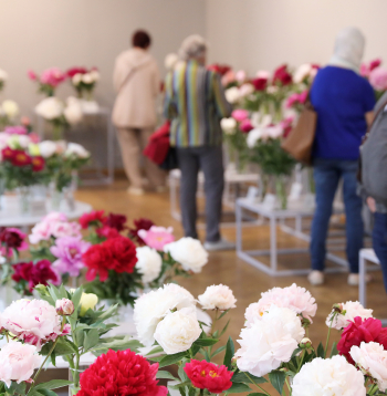 Izstāde "Peonijas 2025" Latvijas Dabas muzejā.