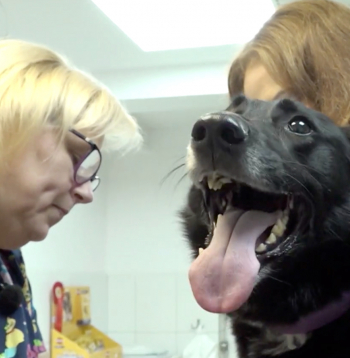 Mājdzīvnieks pie veterinārārsta.
