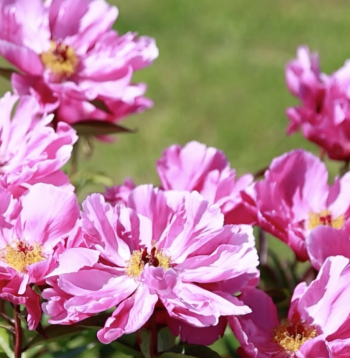 Peonijas.