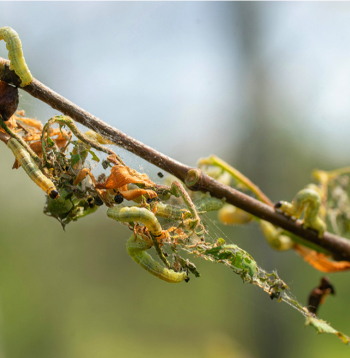 Bērzu mazā salnsprīžmeša kāpuri.