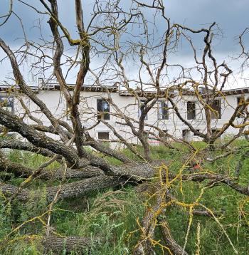 Nozāģētais Mārupes dižozols.