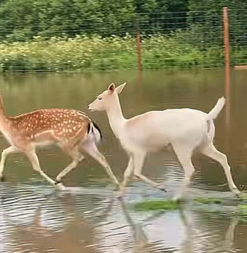 Naujenes pagasta minizoo "Jurita" feisbuka lapā pie video vakar rakstīts: "Mēs slīkstam! Tikai pāris stundu laikā mazā Stropicas upīte pārvērtusies spēcīgā ūdens straumē. Daudzi aploki ir applūduši, trušu būri ir zem ūdens. Visi dzīvnieki ir drošībā, truši un pāvi vēl naktī tika evakuēti uz drošu, sausu vietu. Bet mēs ļoti ceram, ka ūdens līmenis drīz sāks kristies."