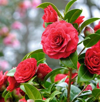 Japānas kamēlija (Camellia japonica) ir siltummīlis augs, tā salcietības zona ir Z7–Z9, tas nozīmē, ka Latvijā audzē kā oranžērijas augu vai pārziemina telpās.